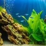 Aquarium background image 7