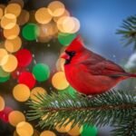 Background christmas cardinal image