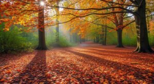 Background fall image