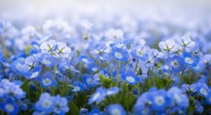 Background flower blue image 3