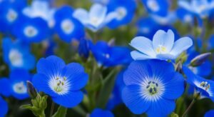 Background flower blue image