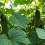Background in cucumber image