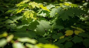 Background of leaves image