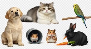 Background pet png image 2