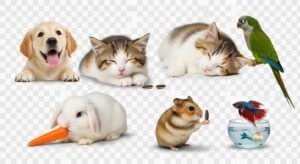 Background pet png image 3