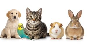 Background pet png image
