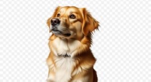 Background pet png image 4