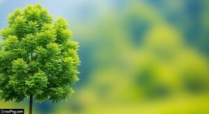 Background tree blur image