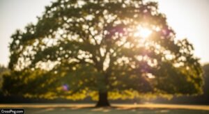 Background tree photo image