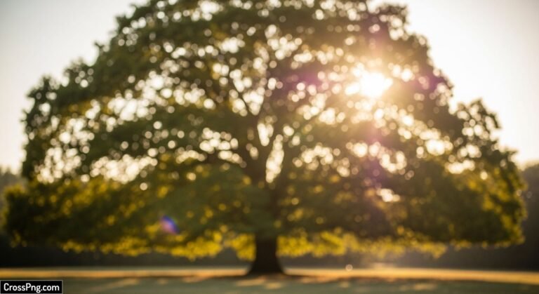 Background tree photo image