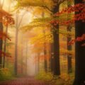 Background tree photo image