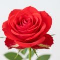Background white red
