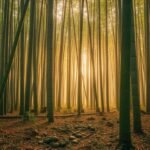Bamboo background image