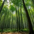 Bamboo background image