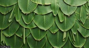 Banana leaf background decoration image