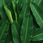 Banana leaf background decoration image