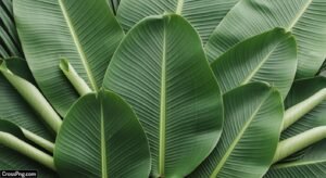 Banana leaf background decoration image 5