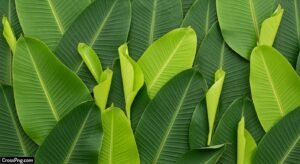 Banana leaf background decoration image 6