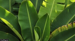 Banana leaf background decoration image 7