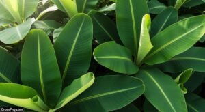 Banana leaf background image