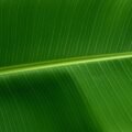 Banana leaf background decoration