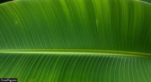 Banana leaf background image 3