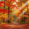 Beautiful fall background