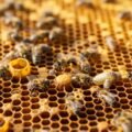 Beehive background image