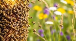 Beehive background image 3