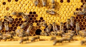 Beehive background image 4