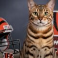 Bengals background image