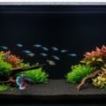 Black aquarium background