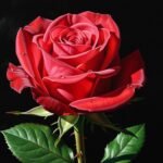 Black background painting image