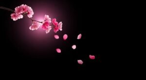 Black background pink image 4