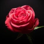 Black background rose image