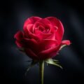 Black background rose image