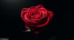 Black background rose image 3