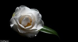 Black background white flower image