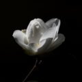 Black background white flower
