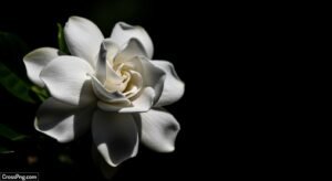 Black background white flower image 2