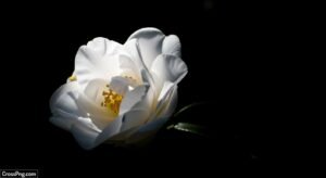 Black background white flower image 3
