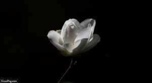 Black background white flower image