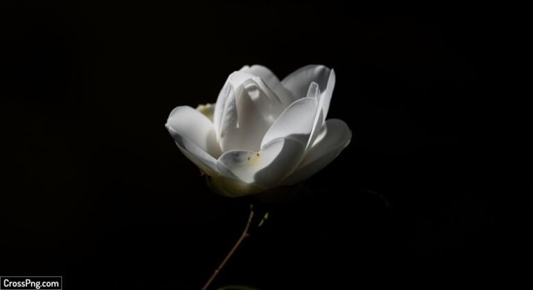 Black background white flower image