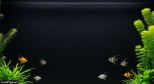 Black fish tank background image 3