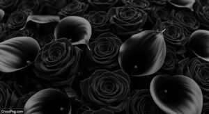 Black flower background image 3