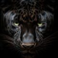 Black image