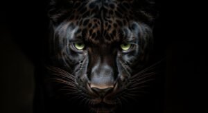 Black image 3