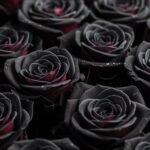 Black rose background image