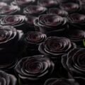 Black rose background image