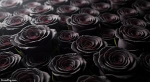 Black rose background image 2